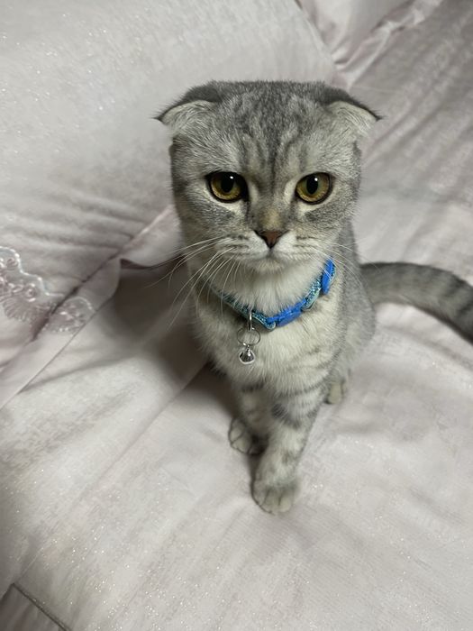 Scottish Foult mushuk