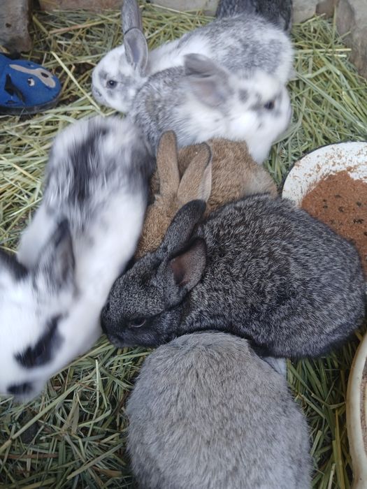 Ona quyon va bolalari sotiladi