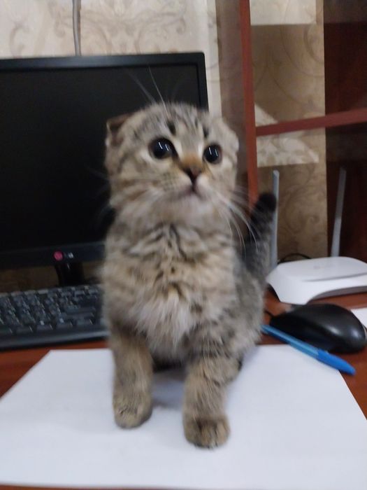 Кошки скотиш фолд + британский