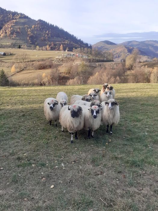 12 oi si 3 carlani 1 berbec