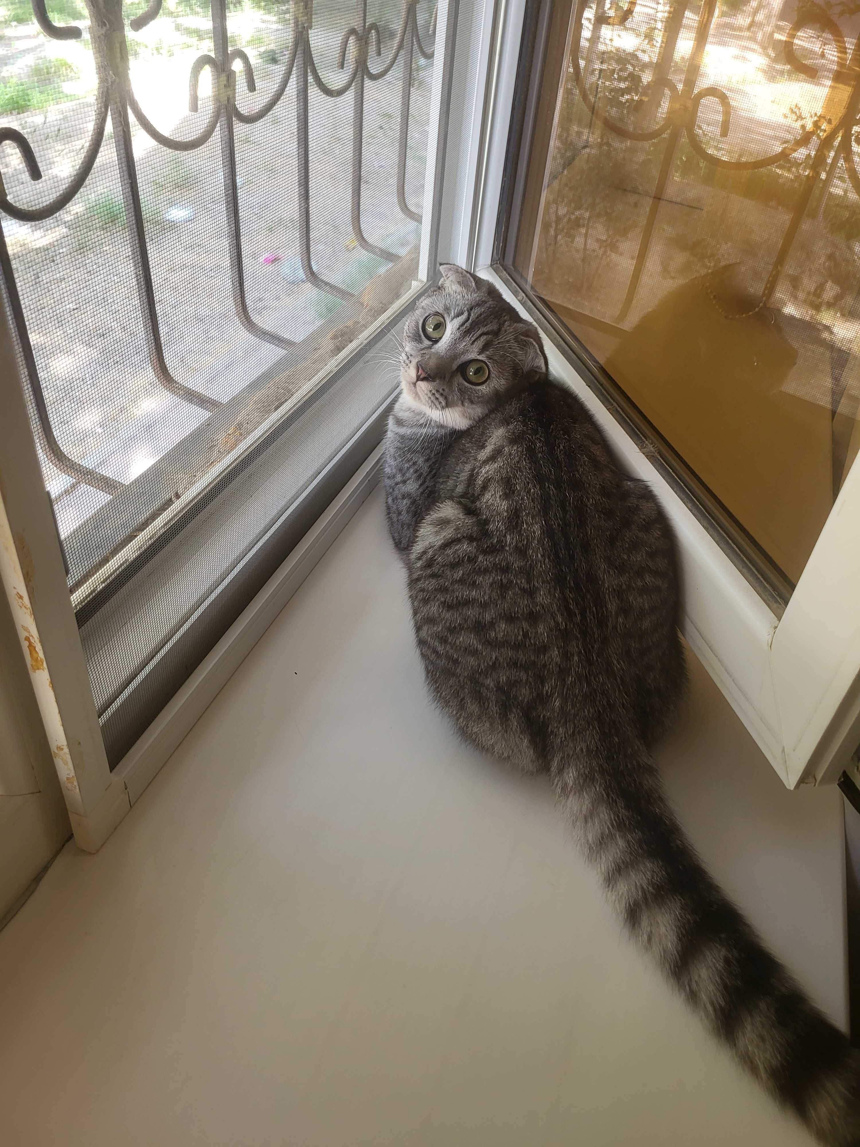 SOTILADI Кошка скотиш фолд шиншила