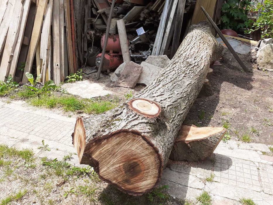 Ствол от орехово дърво за дървен материал
