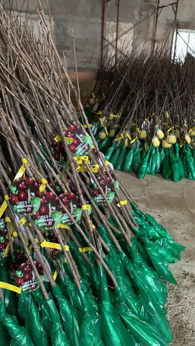 Pomi fructiferi altoiti , produs in jud.Bistrita-Nasaud