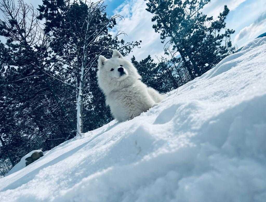 Cățeluș mascul Samoyed cu pedigree A din canisa Snowballs White