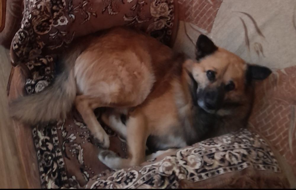 Отдам в хорошие руки СОБАКУ в связи с переездом