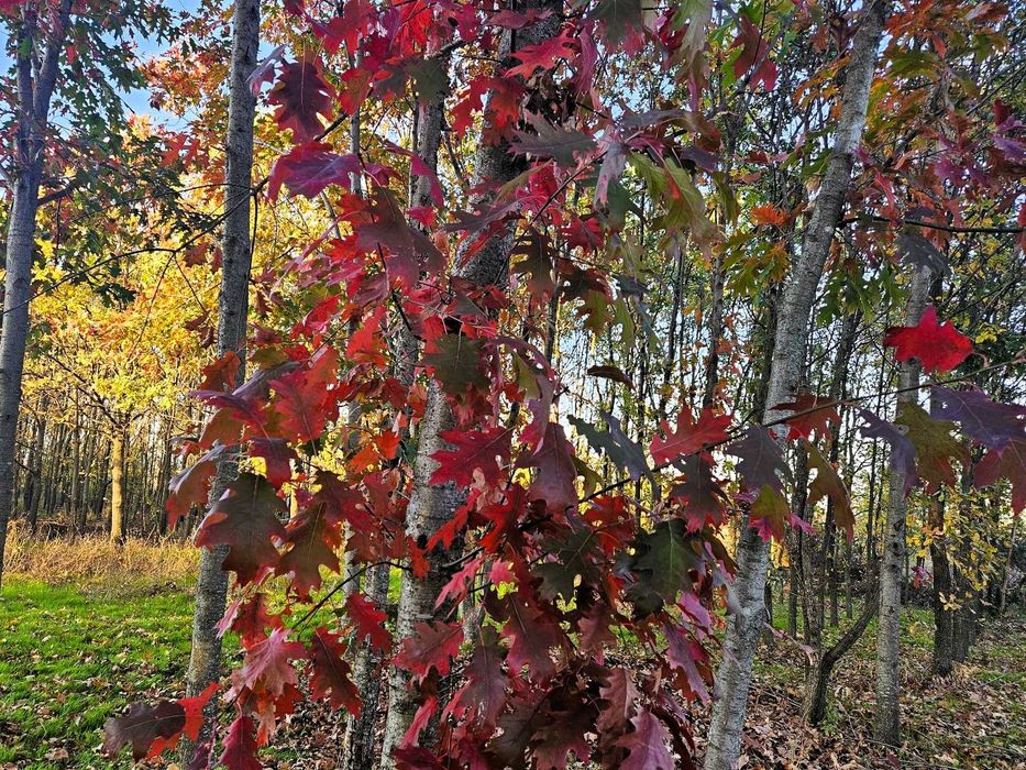 Închiriez teren gradina urbana pentru recreere - București