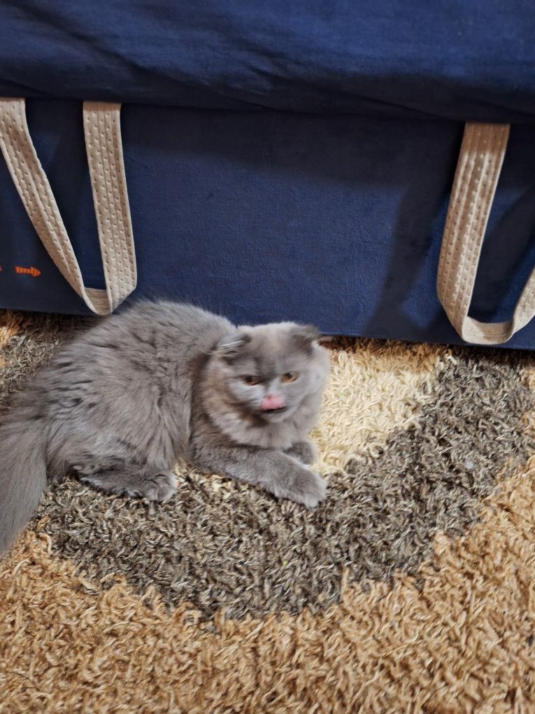 Скоттиш страйт ,Скоттиш фолд