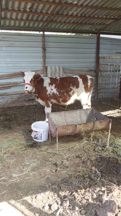 Ёш гуножин сотилади,ейиши зур согл,куйлар сотилганом