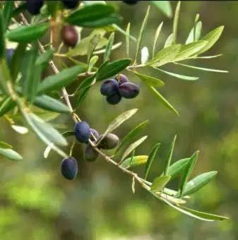 Маслина Дръвче /OLEA еуропеа Мини