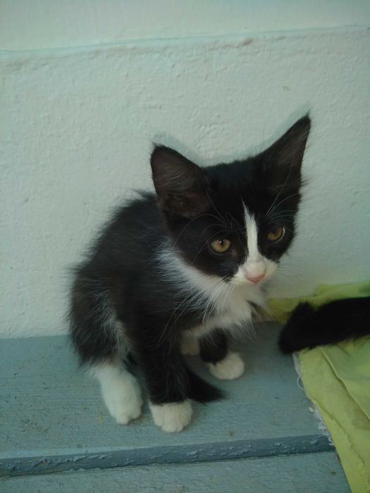 Милые котята,2 месяца