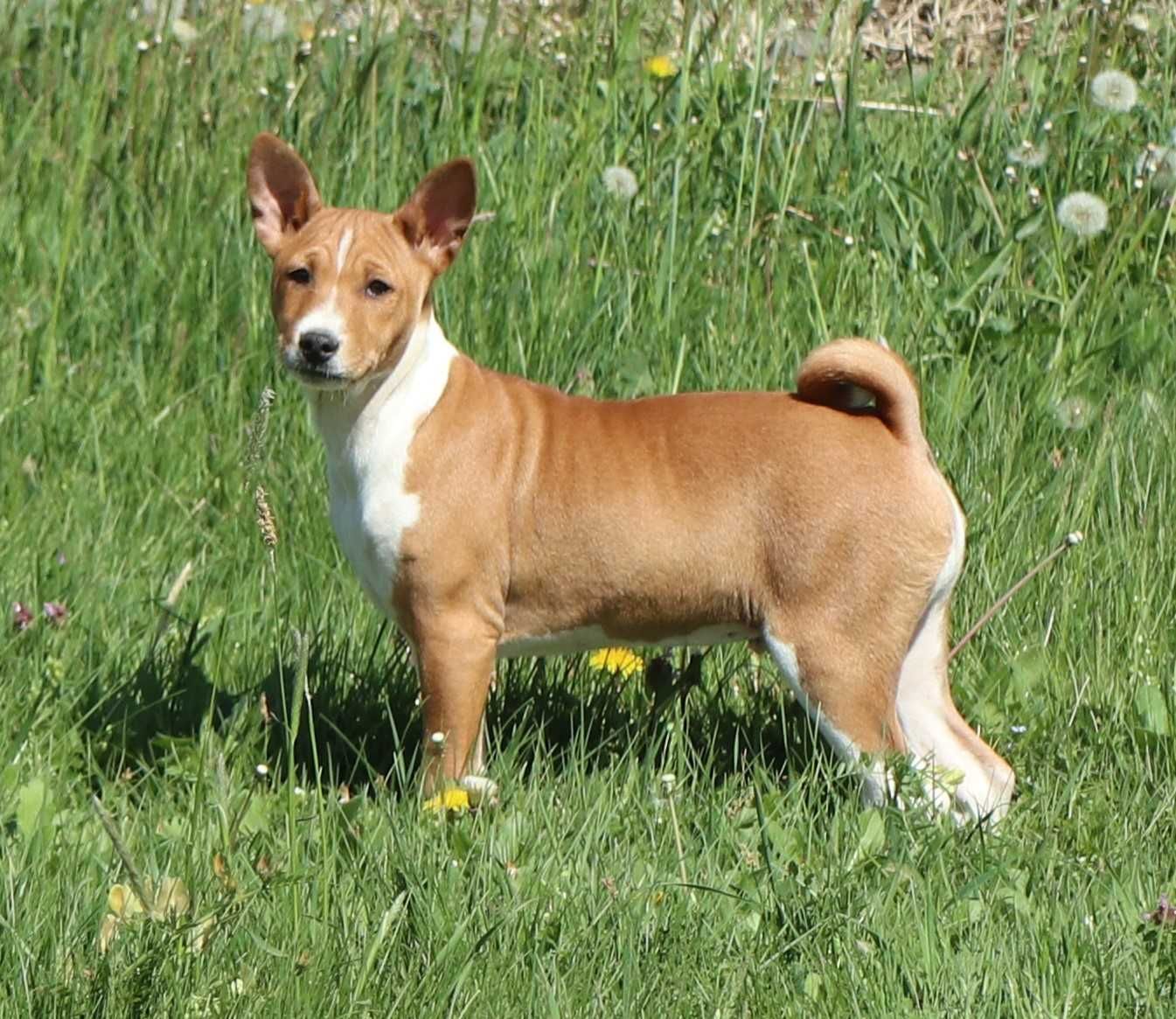 Disponibil Basenji roscat cu marcaje albe pedigee FCI