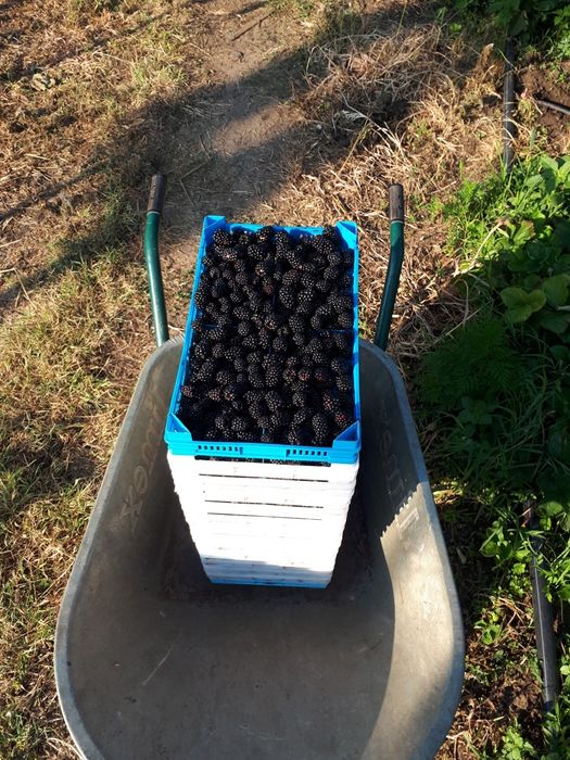 Drajoni zmeur&afin&mur