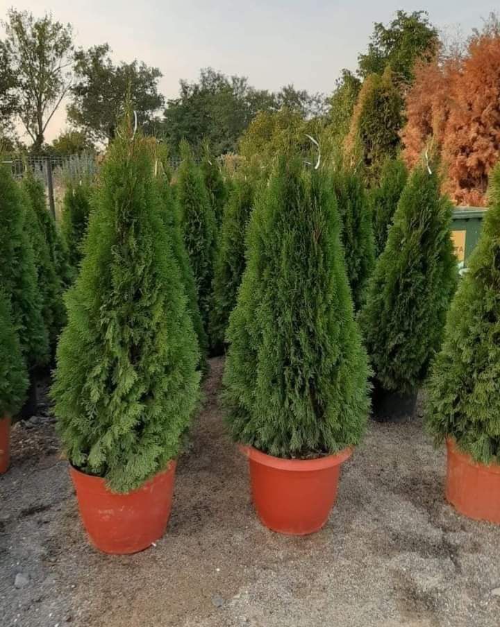 Plante ornamentale și piatra naturala la cele mai bune preturi