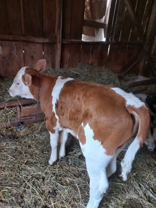Vand doi tauri. Unul belgian, Unul balțat