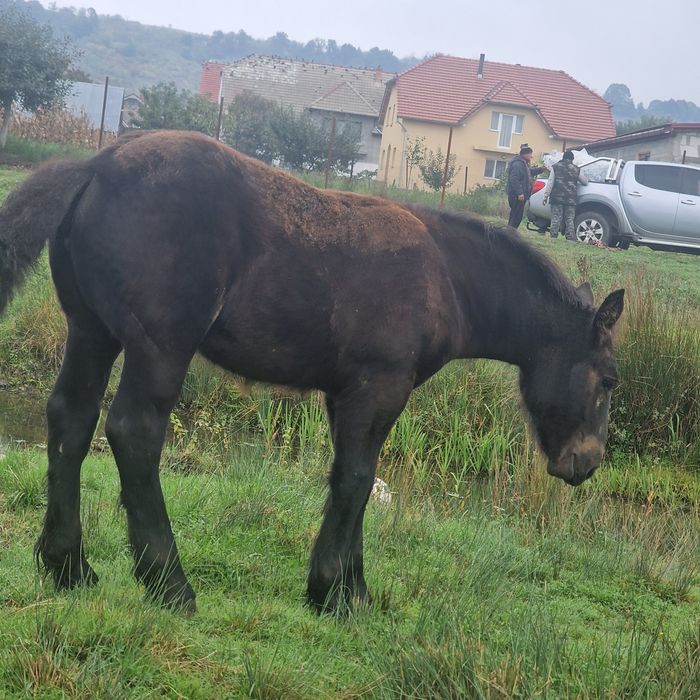 De vânzare mânză neagră