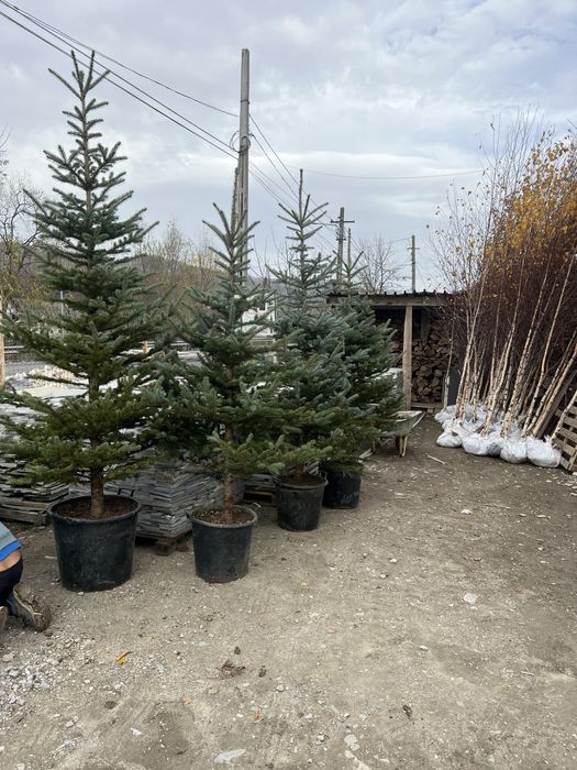 Brazi argintiu si mesteacan Alb