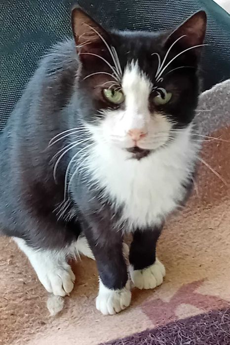 Adoptie pui de pisica motanei Nonisorii