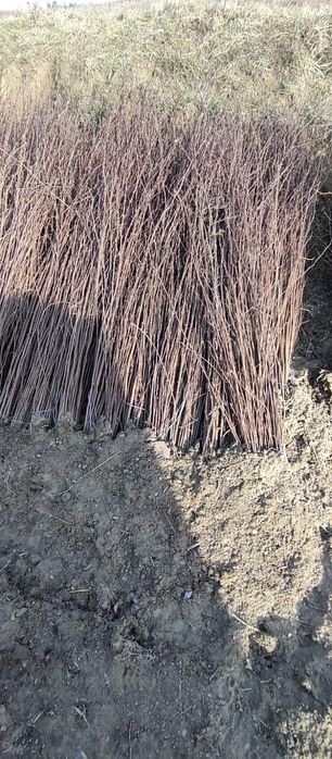 Puieți salcâm frasin tei fag carpen stejar mesteacăn plop brad molid