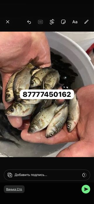 Живец в наличии.