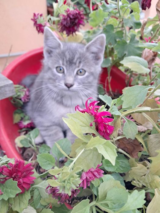 Подарявам котета, гр. Елин Пелин