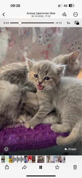 Котенок. Скотш страйк