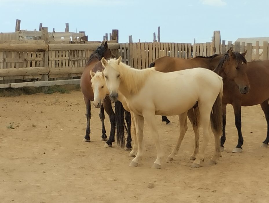 Еркек тай сатылады