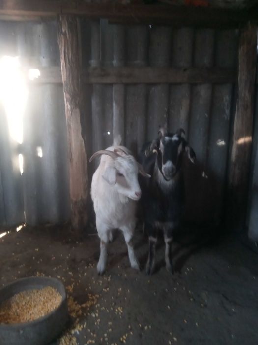 Vând două capre , dau și la schimb