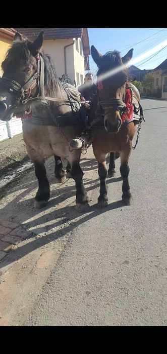Vand caruta hamuri si o manza de 1 an jumate