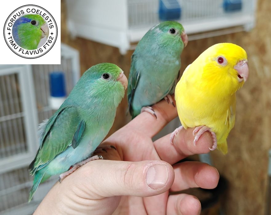 Papagali Forpus coelestis