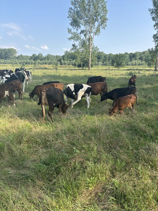 Vaci reforma,Vitei si vitele !