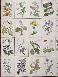 Набор открыток Лекарственные растения