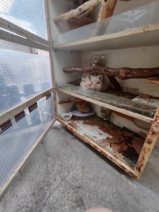 Cușcă mare 4 etaje + iepuri + chinchile – tot pachetul