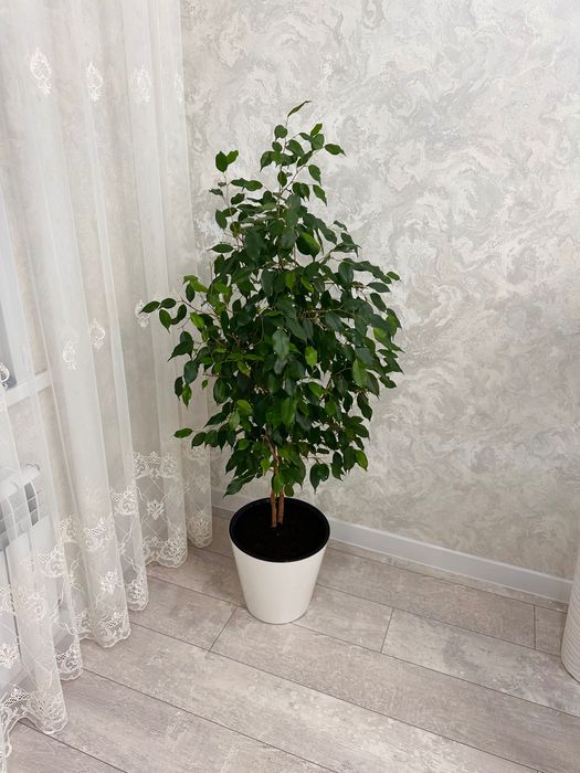 Продам фикус цветок растение