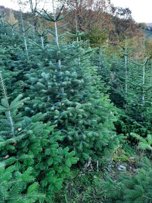 Vând brazi de Craciun sau pentru replantat din pepiniera proprie .