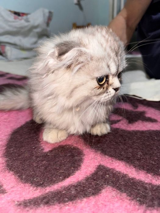 Вислоухий котенок.