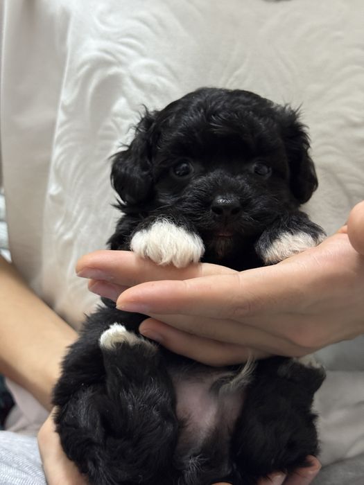 Черный мальтипу