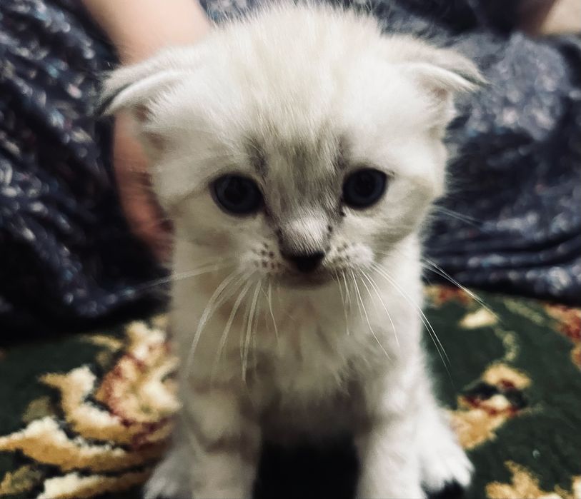 котята (на половину шотландские вислоухие на половину бенгальцы)