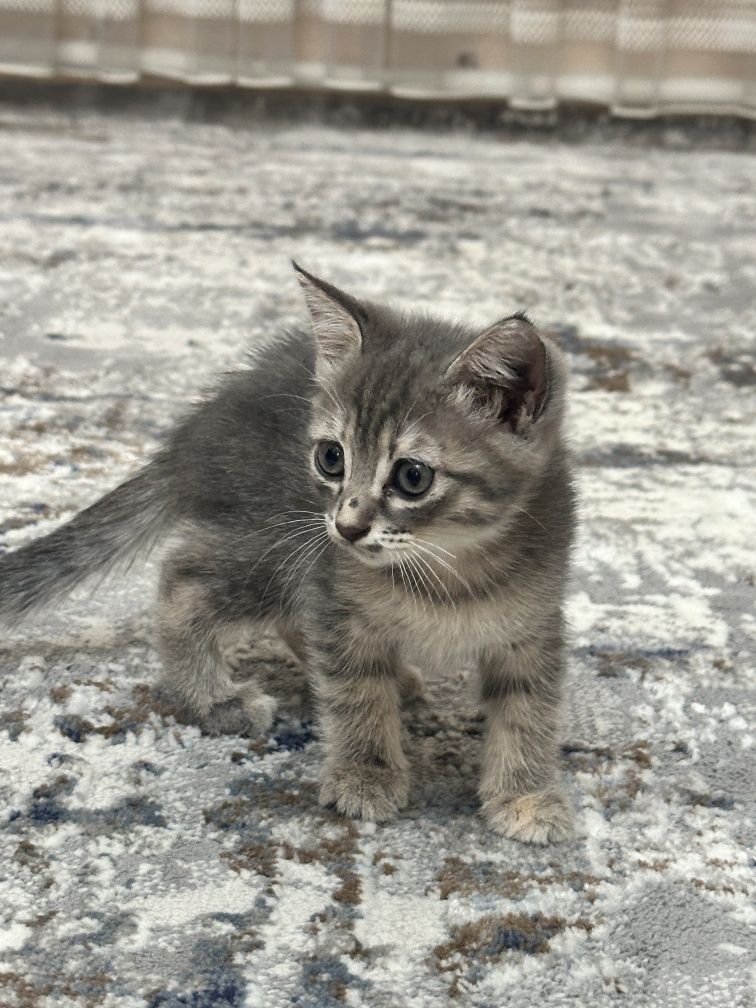Отдам бесплатно котят