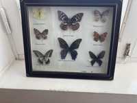 Бабочки для колекционеров