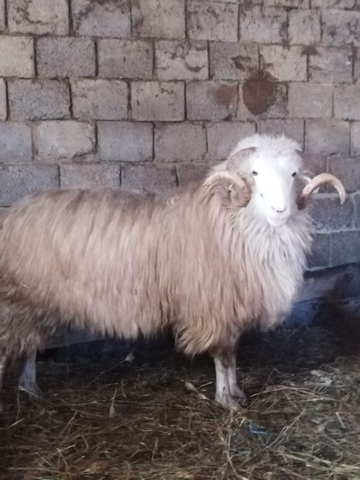 Strămior băl de vânzare