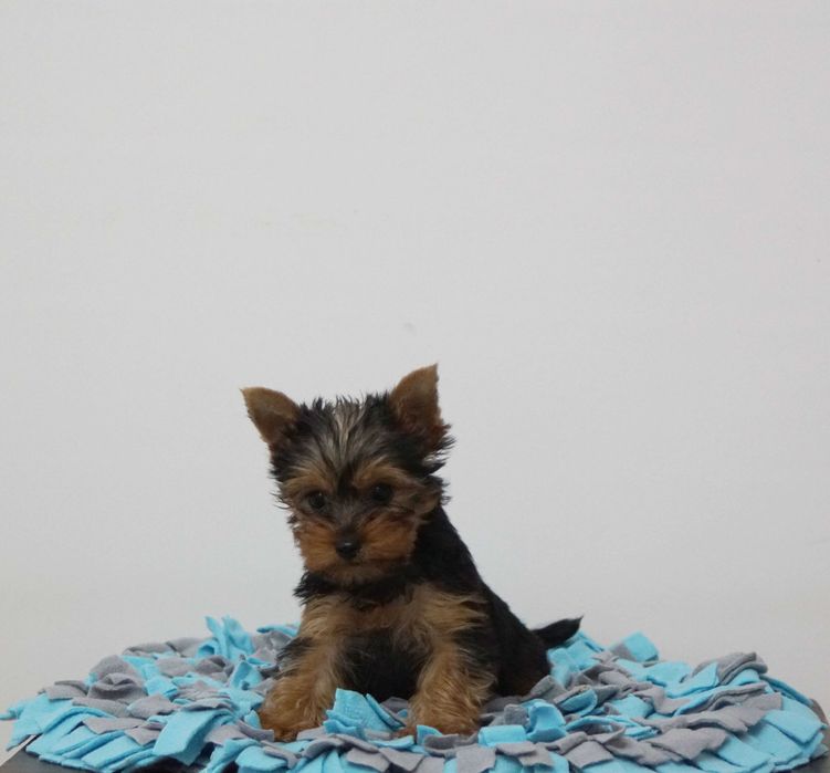 Yorkshire Terrier