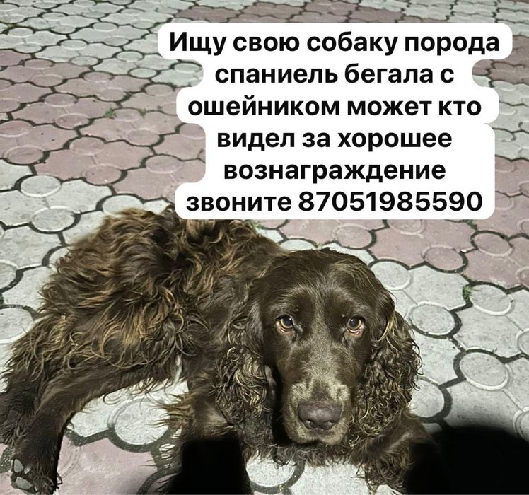 Потеряли собаку