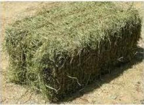 Baloți Fân, Otavă cu Lucernă