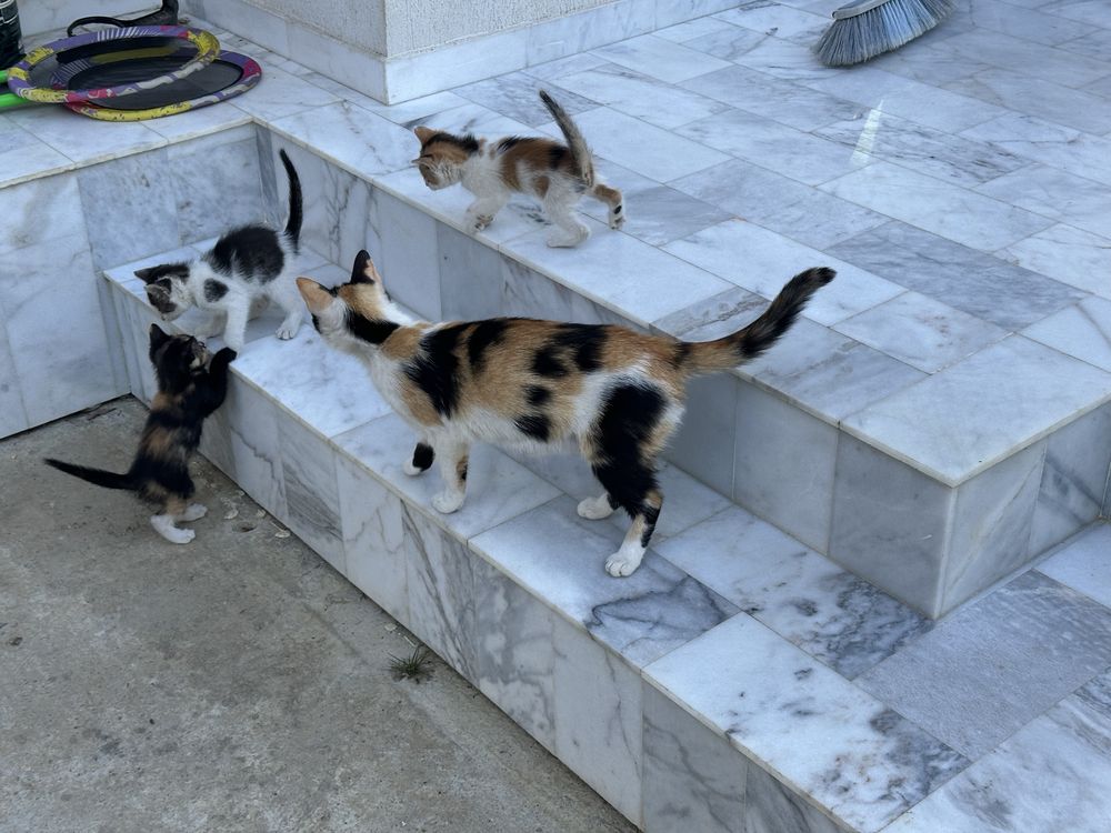 Donez spre adoptie Pisoi pisici ghemuri cu blanita jucause