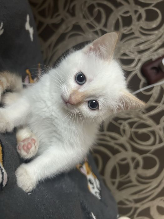 Отдам котенка в добрый руки