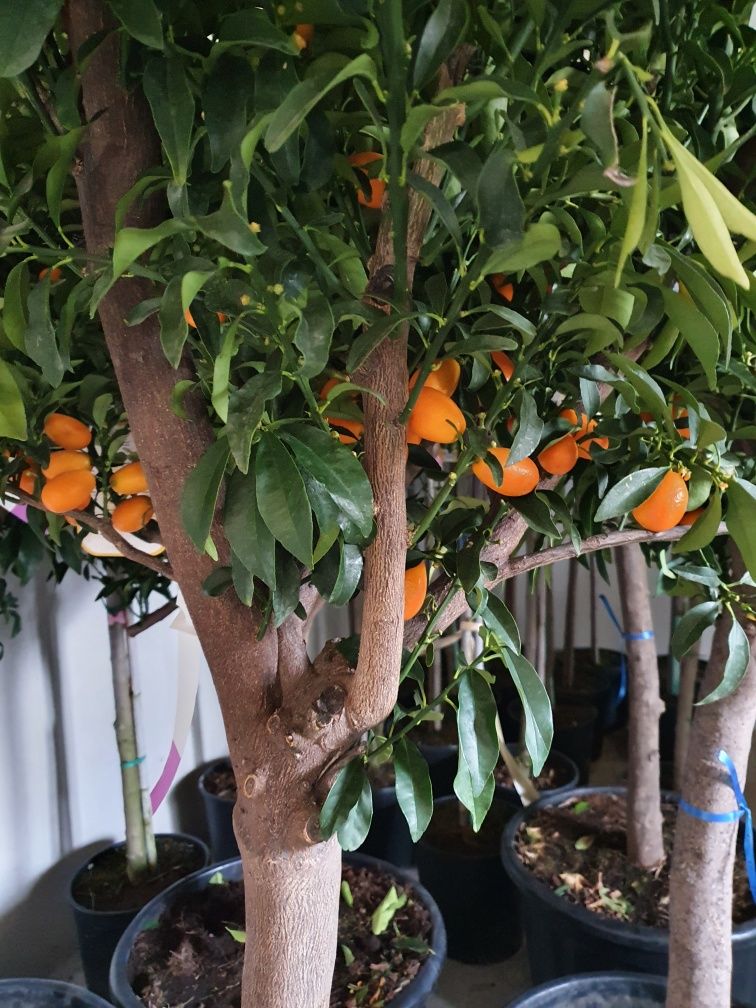 Mandarin, maslin, magnolia grandiflora, palmier cycas, plante exotice