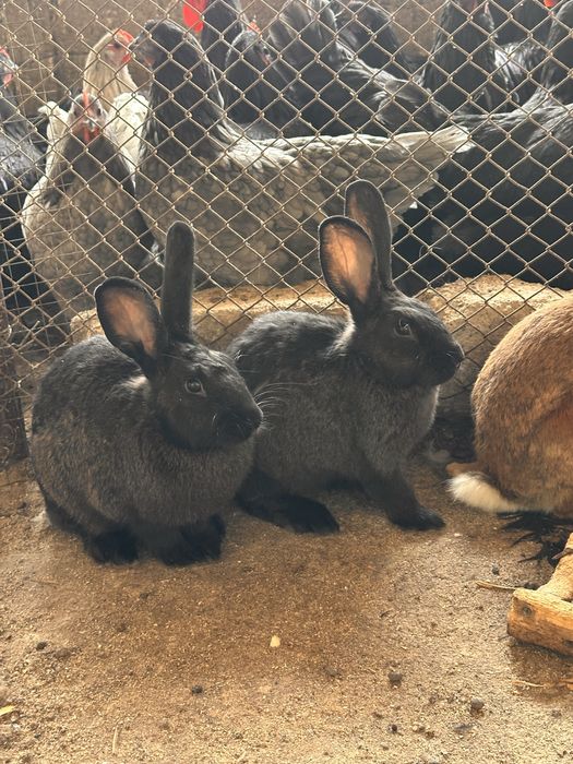 Quyonla sotiladi zoti otasi burgunder onasi velikan