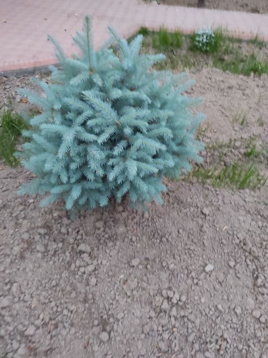 Арчалар Голубой Ел Италиянский срочно сотилади