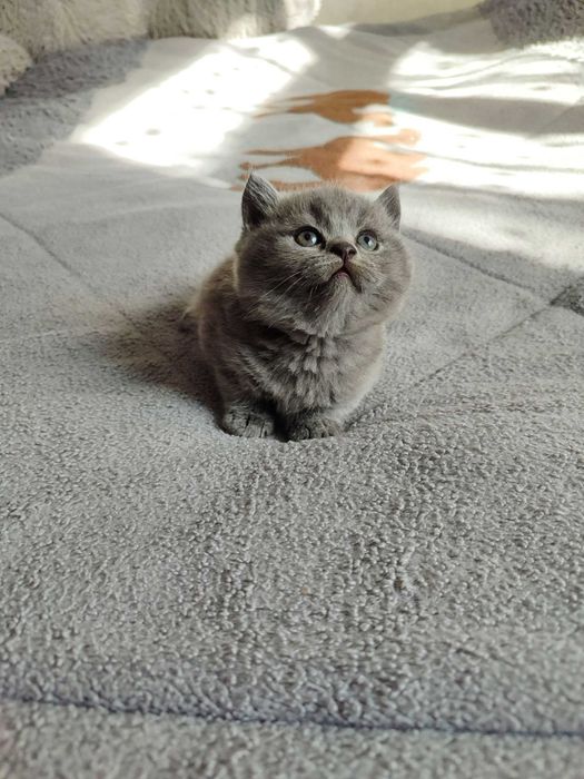 Продается котенок скоттиш страйт