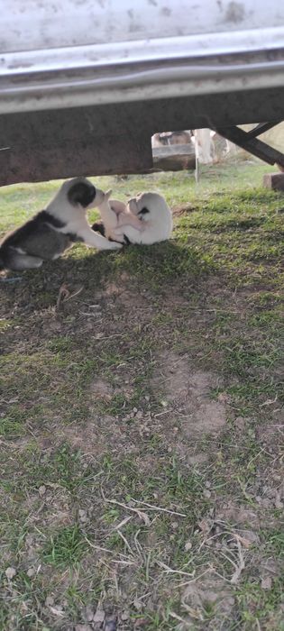 Donez căței foarte frumoși